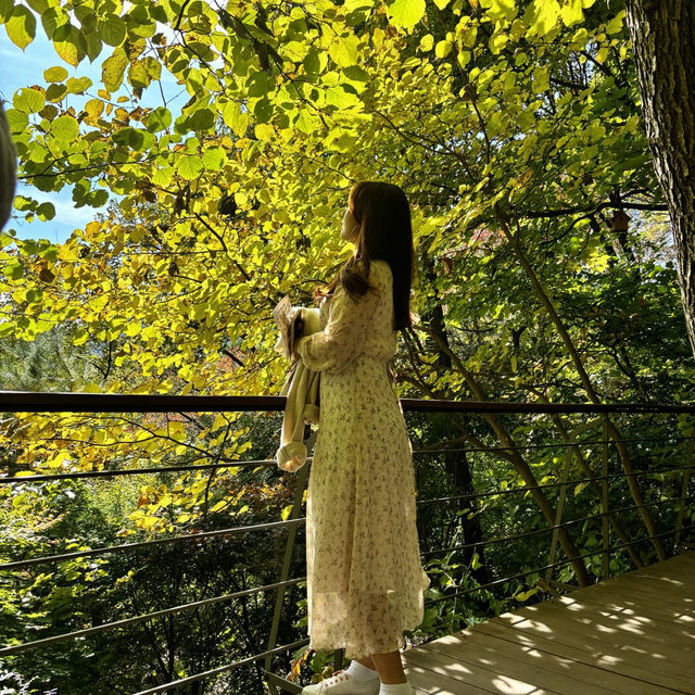 가을에 무조건 가야할 단풍맛집. 곤지암 화담숲🍁🍂
