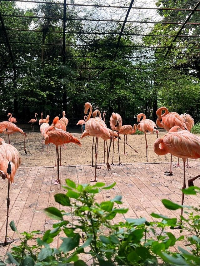ซาฟารีเวิลด์: ตื่นตาตื่นใจกับสัตว์ต่าง ๆ 🦒✨️