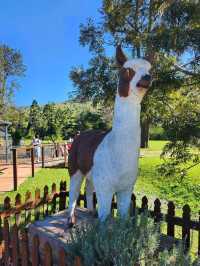 🇦🇺 Alpaca encounters in Queensland, Australia