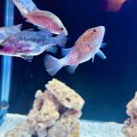 Pusat Hiasan Ikan, Port Dickson – A Hidden Gem for Marine Lovers