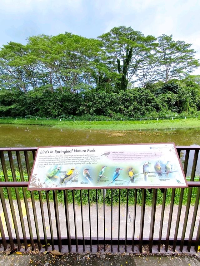 Relaxing Walk at Springleaf Nature Park