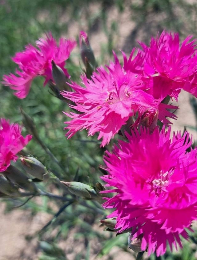【ぜるぶの丘:北海道美瑛町】鮮やかなお花がたくさん見れるぜるぶの丘🌷