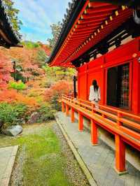 【京都/紅葉スポット】階段一面に落ちた紅葉で大人気💡市内から離れているのに大混雑スポット！