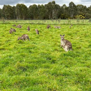 Wild Kangaroos in Melbourne Suburbs: An Outdoor Experience Close to Nature