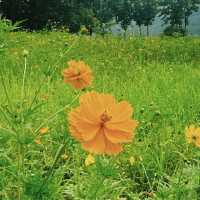 most scenic public park in Chiangmai