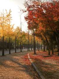 【大阪】紅葉が美しい！秋の大阪城🏯