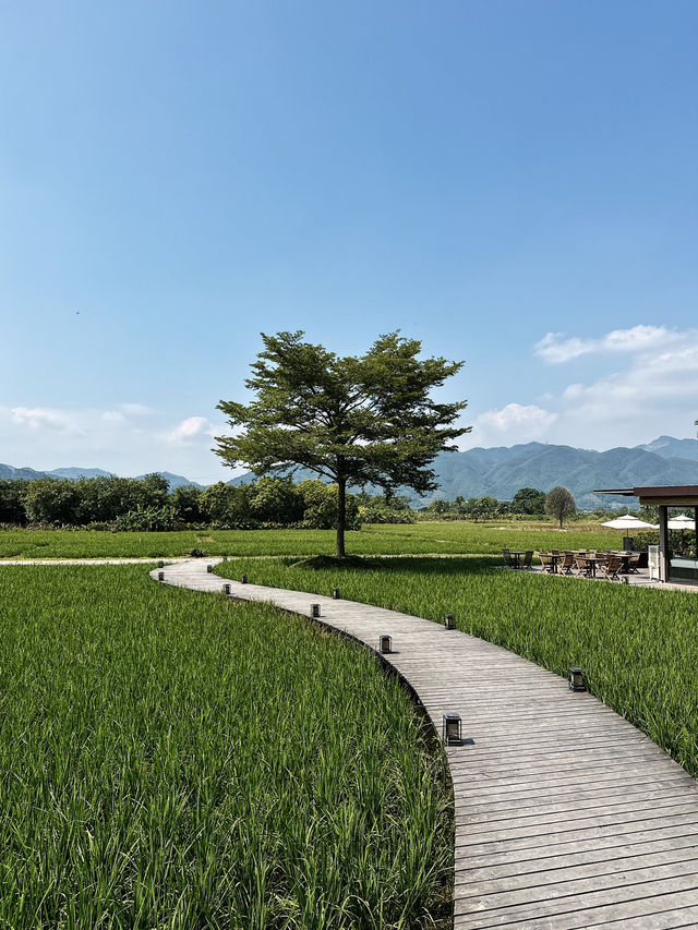 香港周邊游｜歸隱田園🌾清遠稻田咖啡館+餐廳