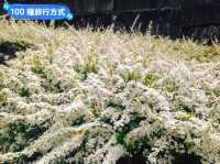 日本四國-德島賞花：山野林間的木蓮花、迎春花、櫻花