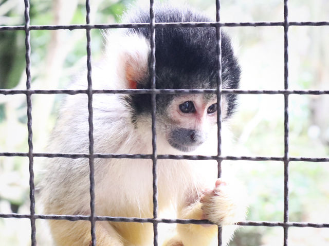 日本🇯🇵 九州自然動物園｜居然可以親自餵獅子🦁 超近距離接觸各種可愛的動物！