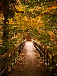 【長野】アメリカの紅葉を彷彿とさせる絶景🍁攻略&周辺観光情報付き✨