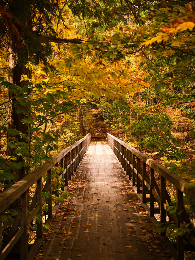 【長野】アメリカの紅葉を彷彿とさせる絶景🍁攻略&周辺観光情報付き✨