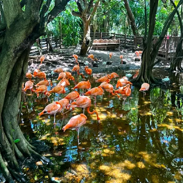 PINK FLAMINGOS 🦩@ THE JUNGLE ISLAND.
