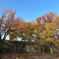 🍂銀杏黃葉輕輕落 🏯秋風吹拂大阪城 