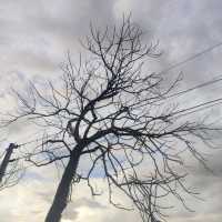 the silent majesty of a leafless tree