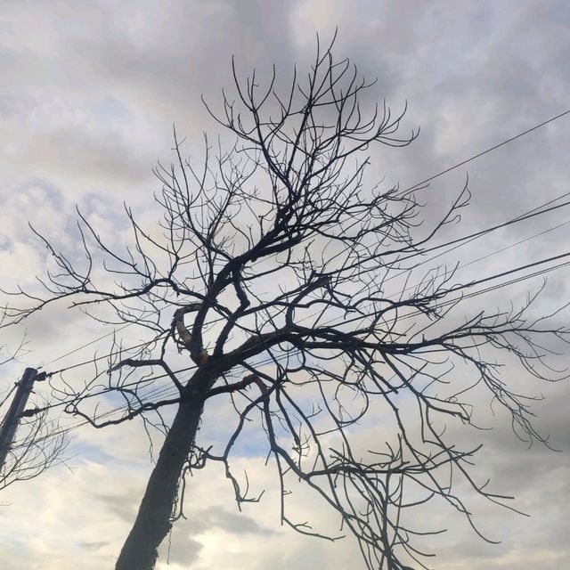 the silent majesty of a leafless tree