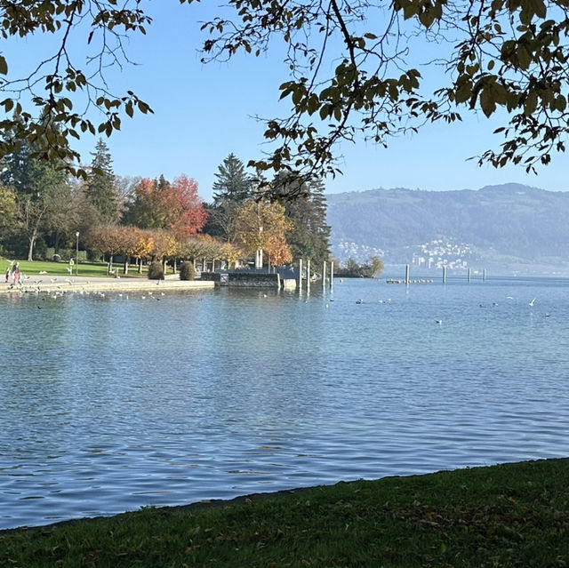 楚格湖畔的美麗公園