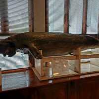 泰國曼谷朱拉隆功大学自然历史博物館，親子博物館遊覽好去處