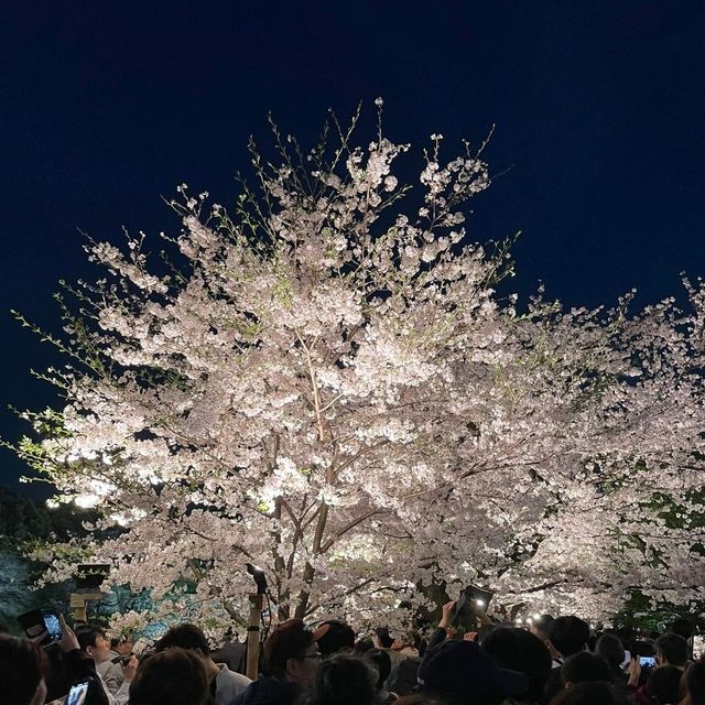 東京景點｜暢遊東京都心的綠洲—皇居外苑．千鳥之淵