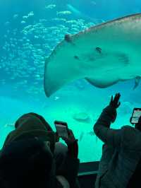 เที่ยว Kaiyukan Aquarium Osaka