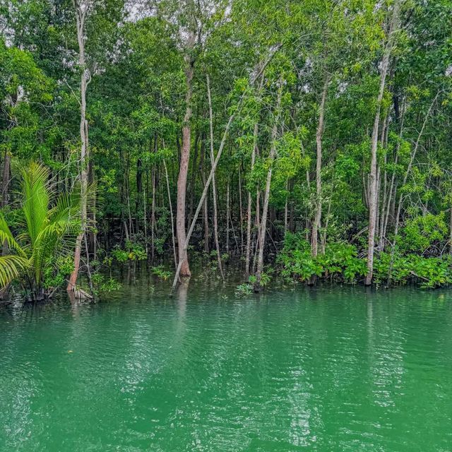 Pasir Ris Park Mangrove Boardwalk