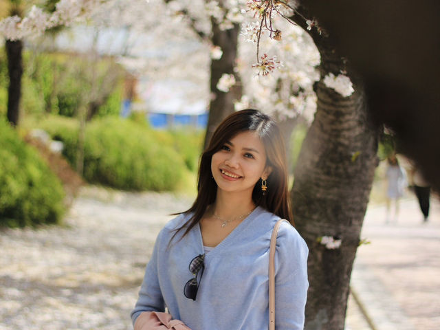 Blossoms and Breeze: The Sakura Magic of Bomun Lake in Spring