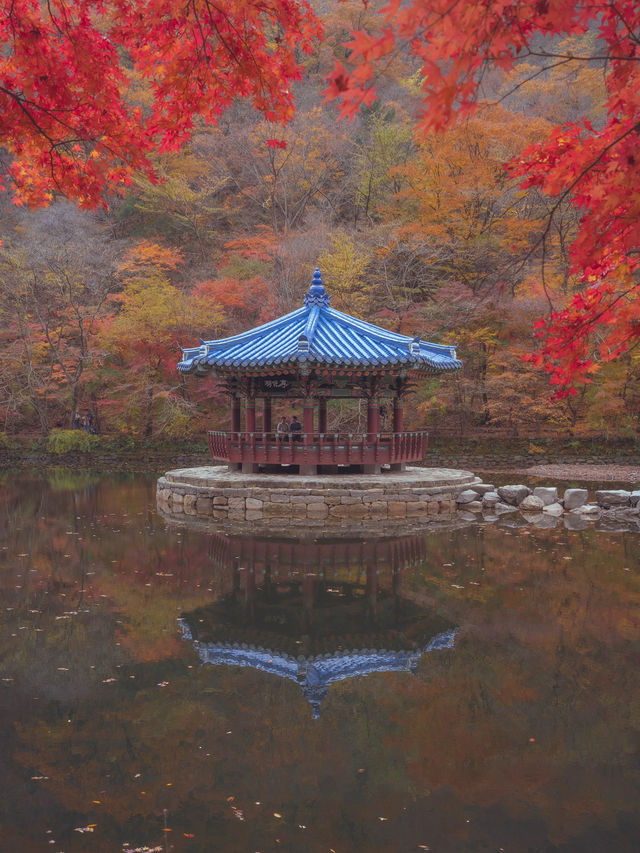 한국의 가을을 책임지고 있는 국보급 여행지“내장산 우화정”