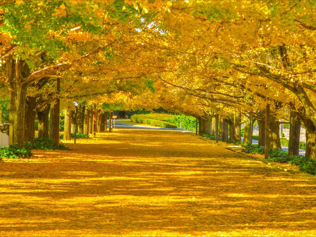 東京國營昭和紀念公園：四季皆美的城市綠洲