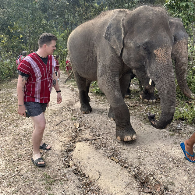 Walking with Giants: An Unforgettable Day at POM Elephant Sanctuary 🐘✨