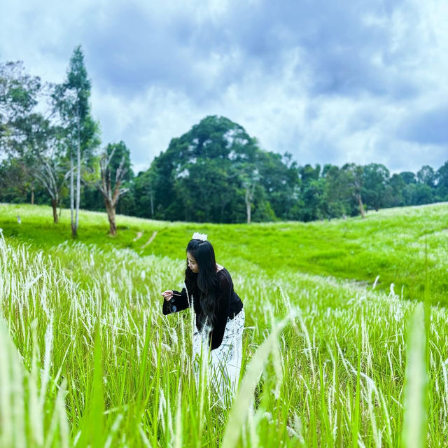 หนองผักชี Khao Yai 🌿 ⛰️