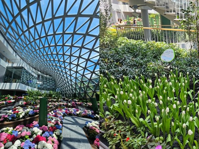 สัมผัสพรรณไม้เมืองหนาวในแดนร้อน 🌷