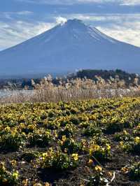 🇯🇵河口湖大石公園 🏔️睇住富士山嘆美食🍦