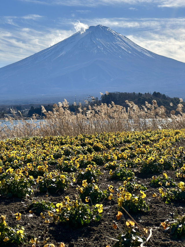 🇯🇵河口湖大石公園 🏔️睇住富士山嘆美食🍦