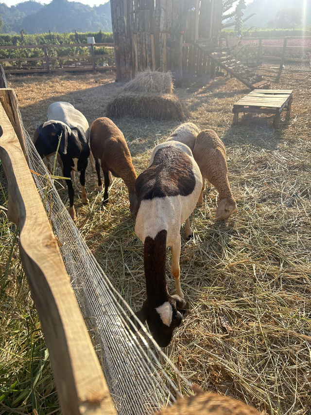 Audrey Hobby Farm เปิดปีละครั้ง!❣️