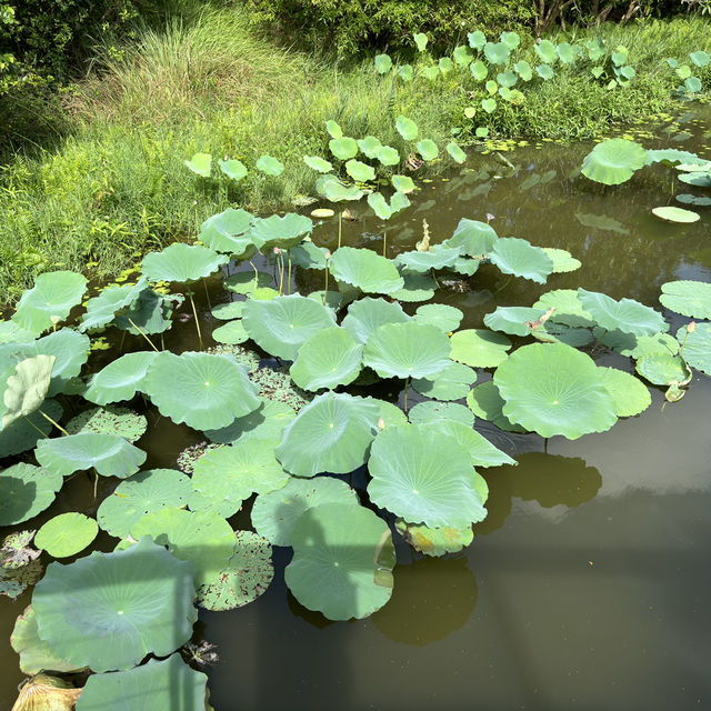 🌿 香港濕地公園：與自然共舞的美好時光 🌿
