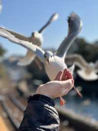 【浜松 冬の旅】 ユリカモメ舞う駅   おびただしい数にびっくり！ピークは1月下旬～2月