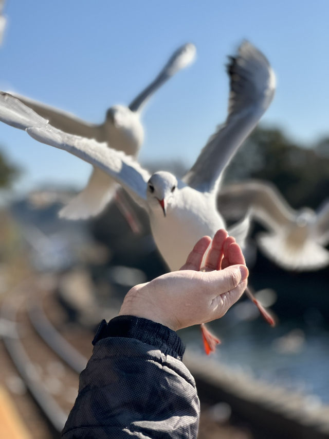 【浜松 冬の旅】 ユリカモメ舞う駅   おびただしい数にびっくり！ピークは1月下旬～2月