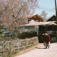 หนึ่งในหมู่บ้านที่ชอบที่สุด 'บ้านร่องกล้า'  🌸🌳