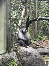 Animals at Singapore’s Zoo