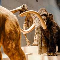 Natural History Museum - Shanghai