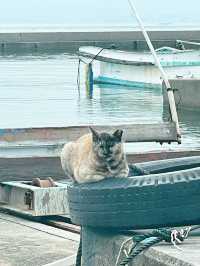 高松｜來去跳島跟貓玩 女木、男木島線路
