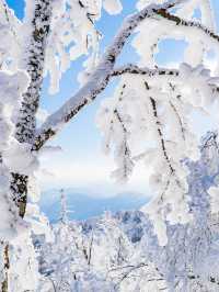 눈덮인 겨울 발왕산의 아름다운 설경❄️🤍