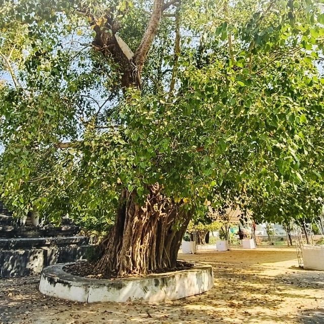⛩ มาทำบุญ ถ่ายรูปความสวยงามที่ วัดม่วง