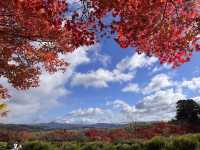 A Symphony of Colors — The Okochi Sanso Villa in Arashiyama