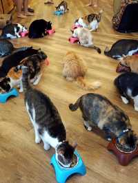 A Purr-fect Afternoon with a Dozen Cats at The Cat Café Bugis