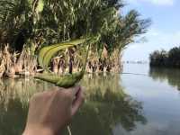 ล่องเรือกระด้ง ฮอนอัน เวียดนาม