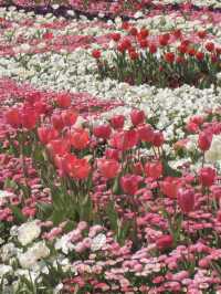 호주 수도 캔버라 꽃 축제 🌷🌹