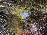 A Sanctuary for the Heartbroken Souls  — The Gio-ji Temple in Arashiyama