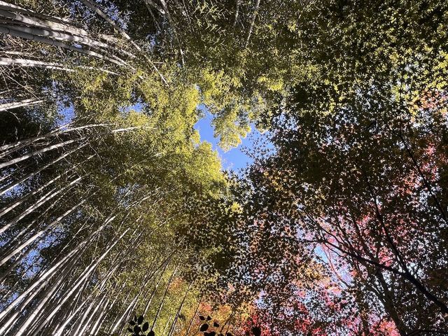 A Sanctuary for the Heartbroken Souls  — The Gio-ji Temple in Arashiyama