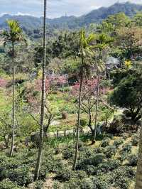 樟山寺漫遊-品茶、賞景與山林靜心之旅