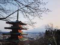Chureito Pagoda x ซากุระ x ฟูจิ